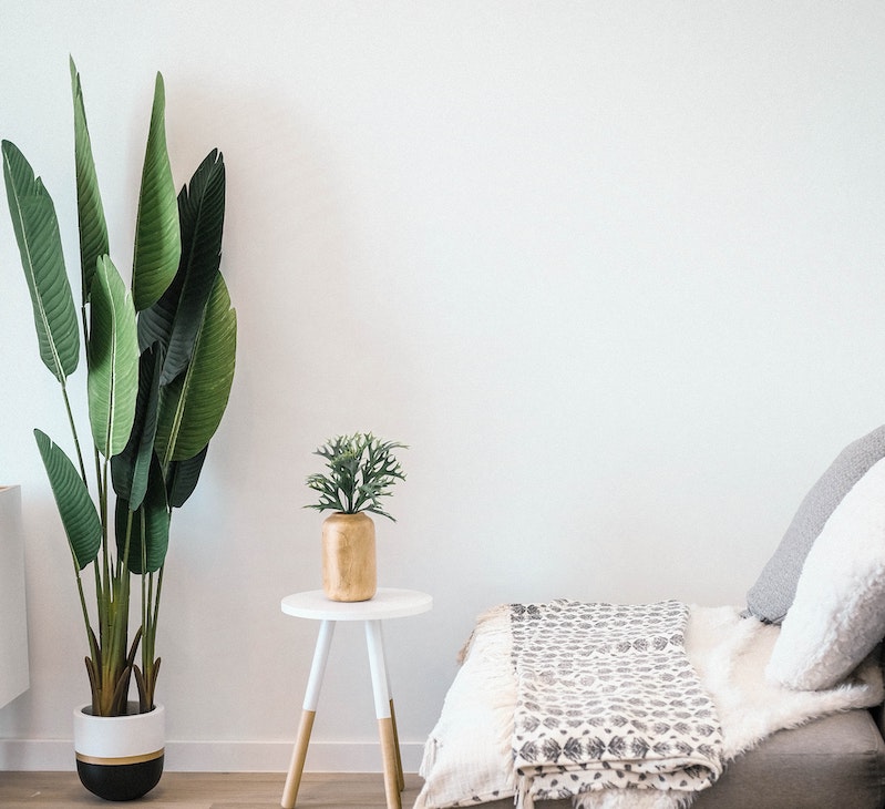 interuer-plante